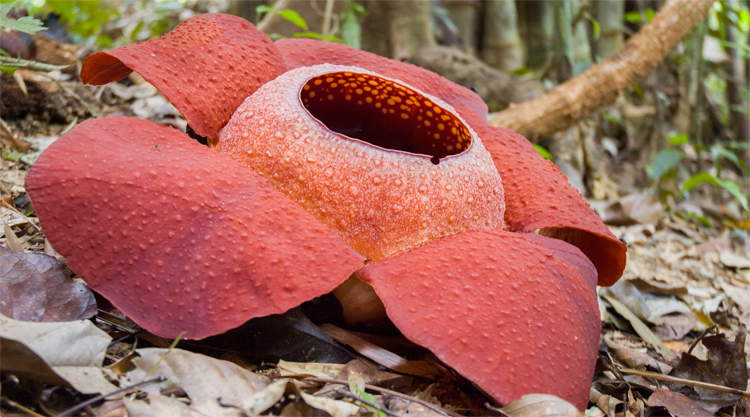 Rafflesiabloem Khao Sok National Park Thailand