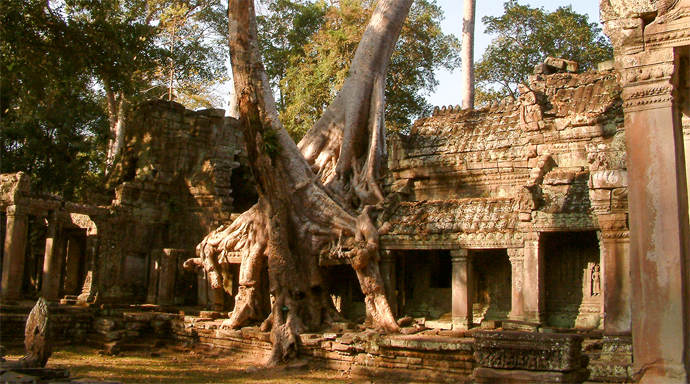 Ta Prohm Jungle Temple bij Angkor Wat