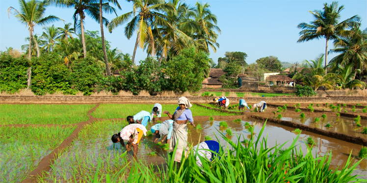 Arbeiders in rijstveld in Goa India