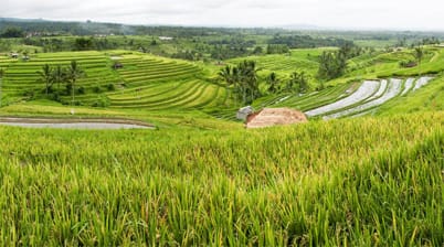 Jatiluwih rijstterras Bali highlights