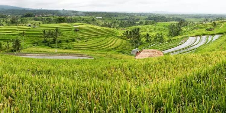 Jatiluwih rijstvelden op Bali