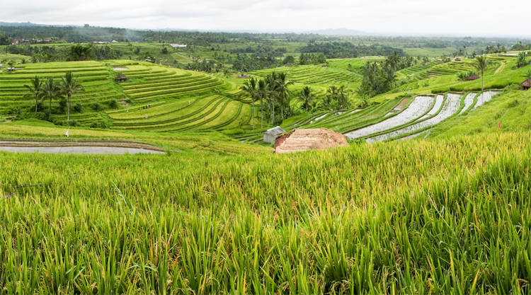 Jatiluwih rijstvelden rijstterras Bali
