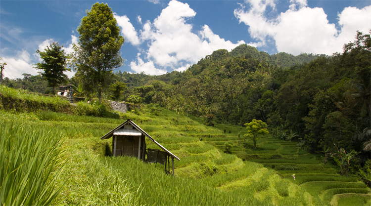 Rijstvelden Sidemen op Bali
