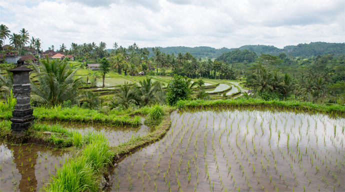 Uitzicht op rijstvelden en rijstterrassen bij Sidemen