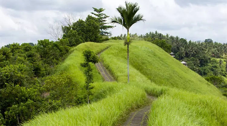 Wandeltocht Campuhan Ridge Walk Ubud 