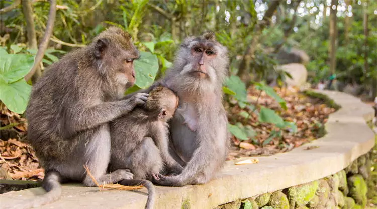 Monkey Forrest Ubud