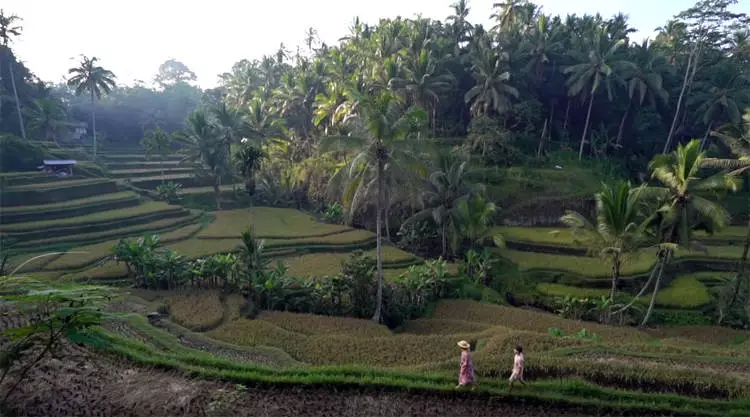 Tegallang rijstterras bij Ubud op Bali