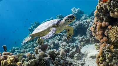 Snorkelen met zeeschildpadden bij Gili Trawangan