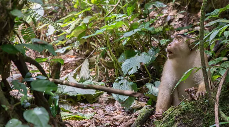 Orang oetans in Bukit Lawang op Sumatra