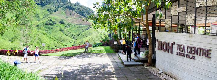 Boh Tea Estate Cameron Highlands backpacken Maleisië