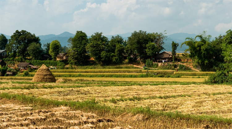 Rijstvelden bij Hsipaw Myanmar in Shan State