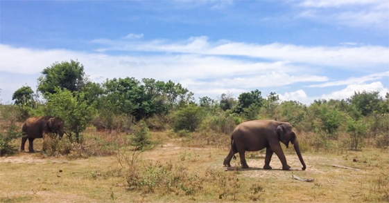 Olifanten in Udu Walawe National Park