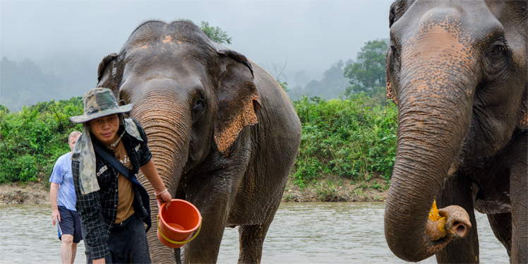 Olifanten wassen in Elephant Nature Park bij Chiang Mai