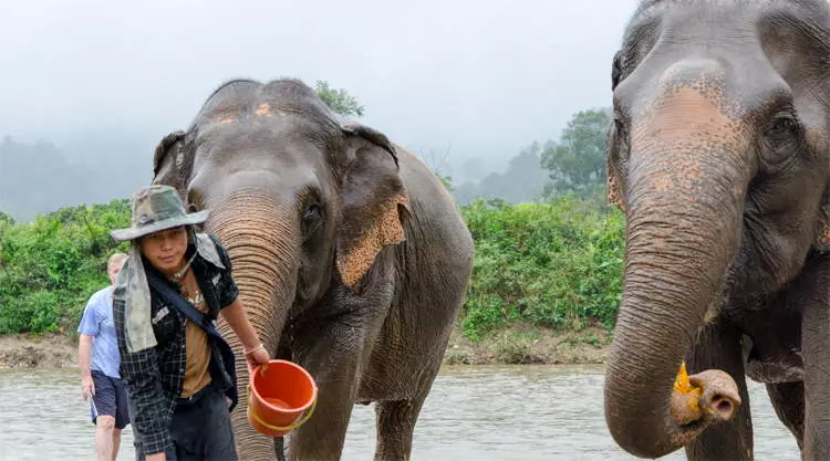 Elephant Nature Park Chiang Mai