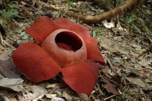 795-thailand-khao-sok-national-park-rafflesia-bloem