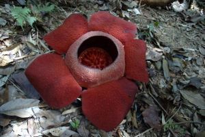 796-thailand-khao-sok-national-park-rafflesia-bloem