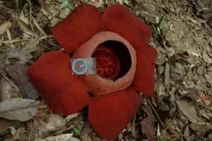 800-thailand-khao-sok-national-park-rafflesia-bloem