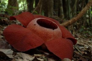 801-thailand-khao-sok-national-park-rafflesia-bloem