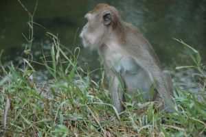 836-thailand-khao-sok-national-park-makake-aap