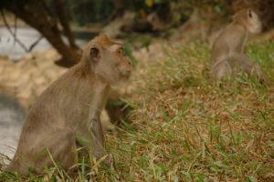 837-thailand-khao-sok-national-park-makake-aap