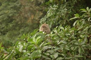 838-thailand-khao-sok-national-park-makake-aap