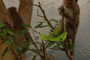 839-thailand-khao-sok-national-park-makake-aap