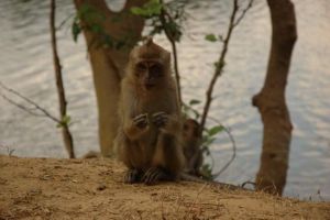 840-thailand-khao-sok-national-park-makake-aap
