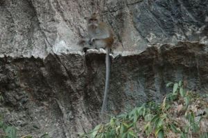 841-thailand-khao-sok-national-park-makake-aap