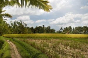 349-bali-ubud-rijstvelden-ricefields