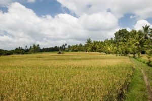 358-bali-ubud-rijstvelden-ricefields