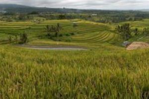 472-bali-jatiluwih-rijstvelden-ricefields