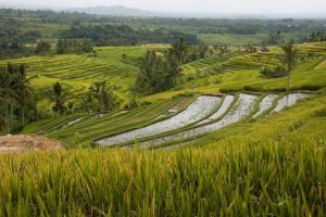 473-bali-jatiluwih-rijstvelden-ricefields