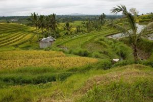 474-bali-jatiluwih-rijstvelden-ricefields
