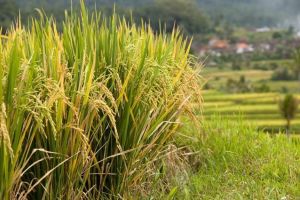 476-bali-jatiluwih-rijstvelden-ricefields