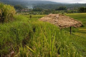 477-bali-jatiluwih-rijstvelden-ricefields