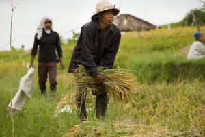 479-bali-jatiluwih-rijstvelden-ricefields