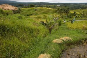 480-bali-jatiluwih-rijstvelden-ricefields