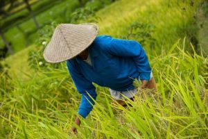 482-bali-jatiluwih-rijstvelden-ricefields