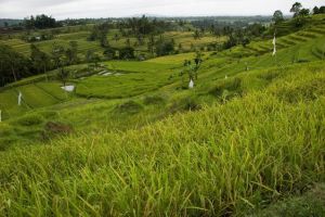 483-bali-jatiluwih-rijstvelden-ricefields