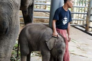 3783-elephant-nature-park