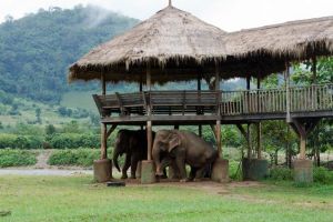 3911-elephant-nature-park